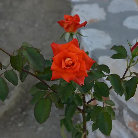 Pensionat Sunshine Naxos City