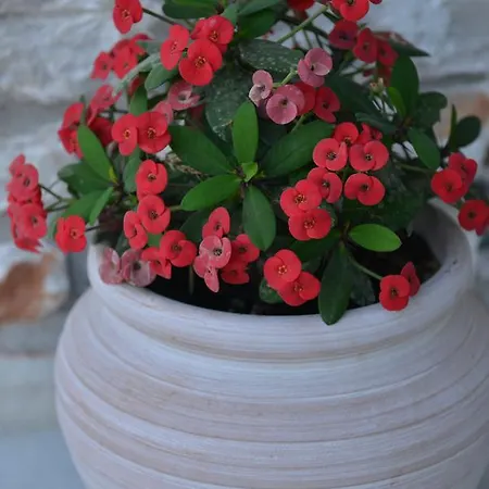 Guest house Sunshine Naxos City