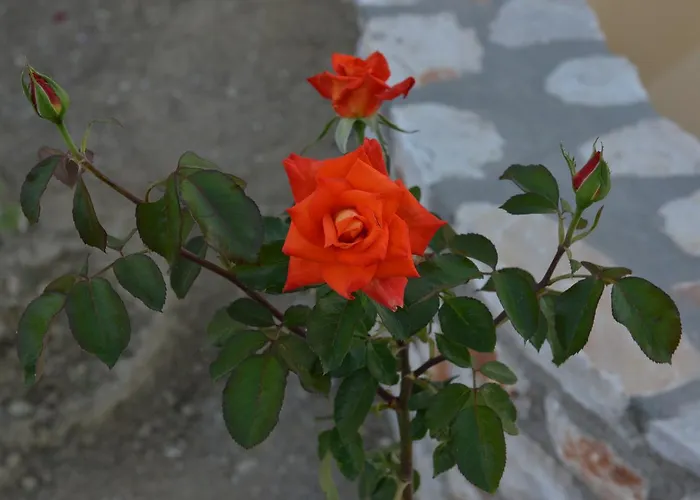 بيت ضيافة Sunshine Naxos City